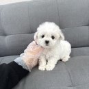 남양주켄넬 | 남양주강아지분양 미니비숑 초보 보호자 정보 및 분양가