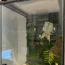 팀버렙타일 | 팀버렙타일 곤충 파충류샵 아이들과 특별한 체험 용인원데이클레스 후기