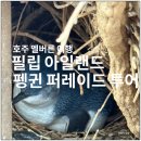 펭귄 | 호주 멜버른 여행 필립 아일랜드 펭귄 퍼레이드 버스 투어 후기 #2