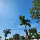 청해초밥 | [하노이 일식] 참치맛집 청해 하노이맛집