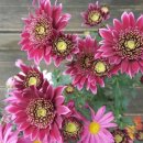 꽃보다예쁘개 이미지