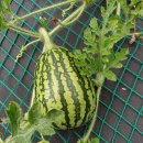 꽃뜨락민박 이미지