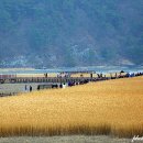 순천만습지-순천만 생태공원 여행 떠나요~