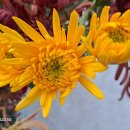 마하수리 이미지