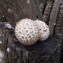 삼정농장2 이미지