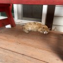 다옴리조트펜션 이미지