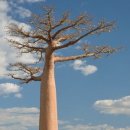 바오밥나무 이미지