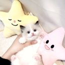 일산요미캣고양이분양