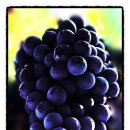 포도(Grape)