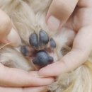 바르다 펫 부산센텀점 | [반려동물용품 편집샵 / 강아지 미용실] 부산 수영구 '바르다펫 센텀점' @수영구애견미용