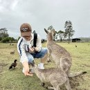 호주🇦🇺 시드니 DAY5 (포트스테판 투어 추천 후기/키위베리 비추/호주 한식술집 추천)