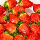 GI유통국민마트 | 겨울 제철음식 설향 딸기 향이 진하고 맛있는 겨울딸기 후기