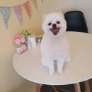 개 웃는날 이미지