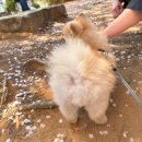 에이다 - 10553 | 경보제약 벳에이다 후기