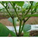 푸르농장 이미지