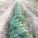 이상근농장 이미지