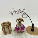 몽보드레 이미지