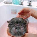 쁘니애견 이미지