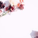 스텔라하우스 이미지