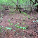 푸른농장B 이미지