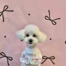 그루밍 스튜디오 이미지