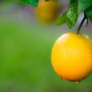 플로리다 농장 이미지