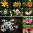 카사블링카 이미지