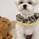 꽁꼼하개 네이버블로그