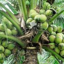 코코넛 재배 방법 이미지