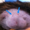 애경동물병원 이미지