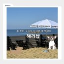 해리애견 | [포항] 해리샵ㅣ구룡포 바다가 한눈에 보이는 애견카페 반려견과 함께하는 구룡포 여행코스