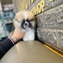 베이비몽 이미지