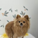 폼#반려견미용실 이미지