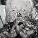 금샘동물병원 이미지