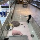 더펫센터 이미지