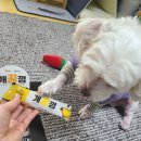 견생개꿀 이미지