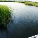 비봉인공습지 이미지