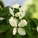 소나무 팬션민박 이미지