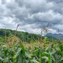 팔괴1리마을회관 이미지