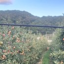 화목시장 | 청송[시골여행]. 주왕산(720.6m) 현서면 화목시장 길거리.　縣西面の花木市場の通り。