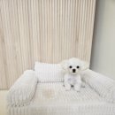 멍빨털빨 이미지