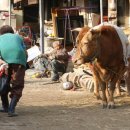 워낭소리 이미지