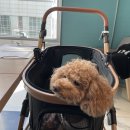 바다의별 | 강릉 2박 3일 강아지 동반 여행- (세인트존스호텔, 바다의 별 펜션 후기)