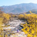 구례산수유