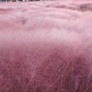 ●경주 첨성대 핑크뮬리 가을명소● 이미지