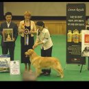 BOSS켄넬 이미지