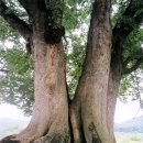 아름다운 길, 가로수 이야기 (6) - 느티나무 ② 이미지