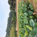 26-7/17-금 도시락-아침밥 관곡지연꽃축제장-산책 강희맹선생-묘역 김밥-점심 이미지