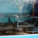 힘찬장어 이미지