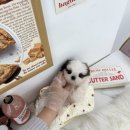 릴스퍼피 강아지분양 일산점 | 일산강아지무료분양 어디서 할까 고민이라면? 시츄 입양 후기 공유해요